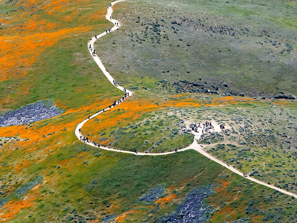 An aerial photograph of visitors admiring vast fields filled with orange wildflowers on their hike through the Antelope Valley California Poppy Reserve in Lancaster, California