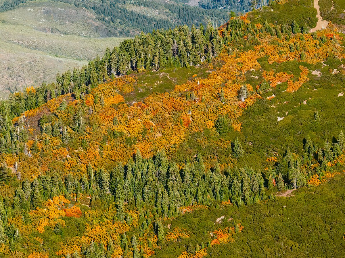 Blog image of the fall foliage turning shades of yellow and orange in Northern California, during the autumn season.