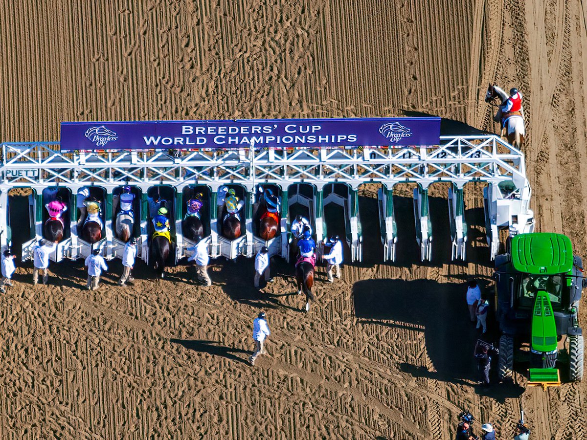 Blog photo of the race horses getting into the starting gate at the 2012 Breeders' Cup at Santa Anita Race Track in Arcadia, California