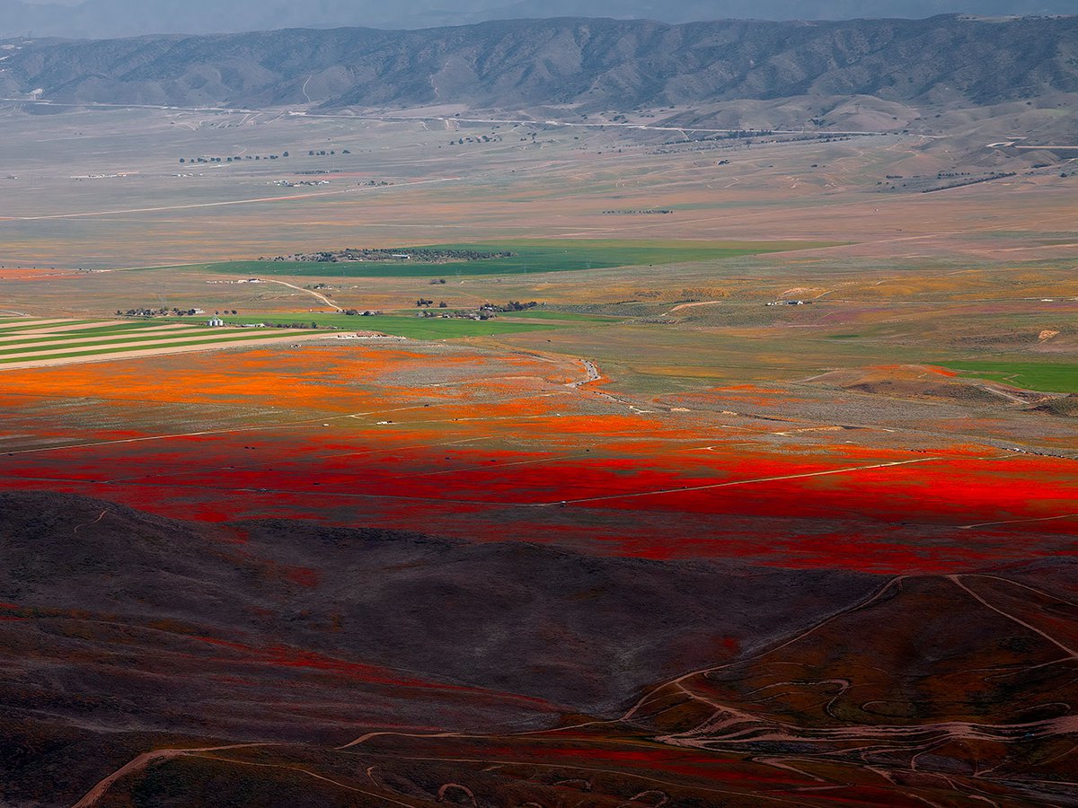Blog photo of California Wildflowers at the California Poppy Reserve in the Antelope Valley