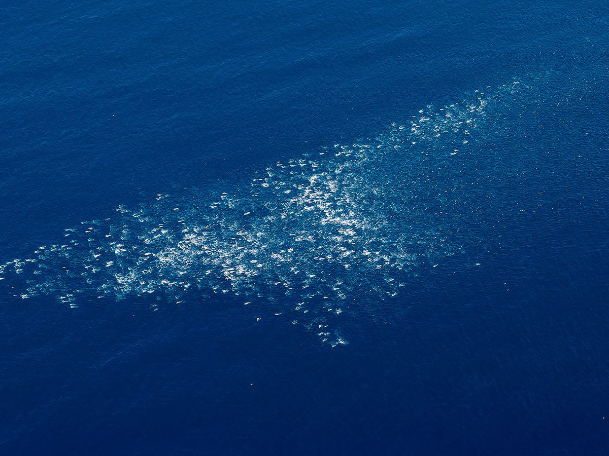 Blog image showing a huge pod of dolphins off the coast of San Clemente, California