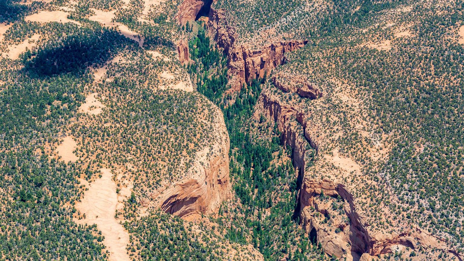 Blog image 1583 of trees and vegetation in the sparsely populated Navajo Nation