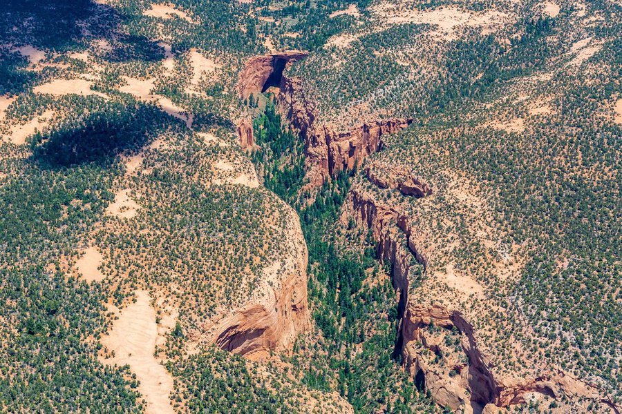 Blog image 1583 of trees and vegetation in the sparsely populated Navajo Nation