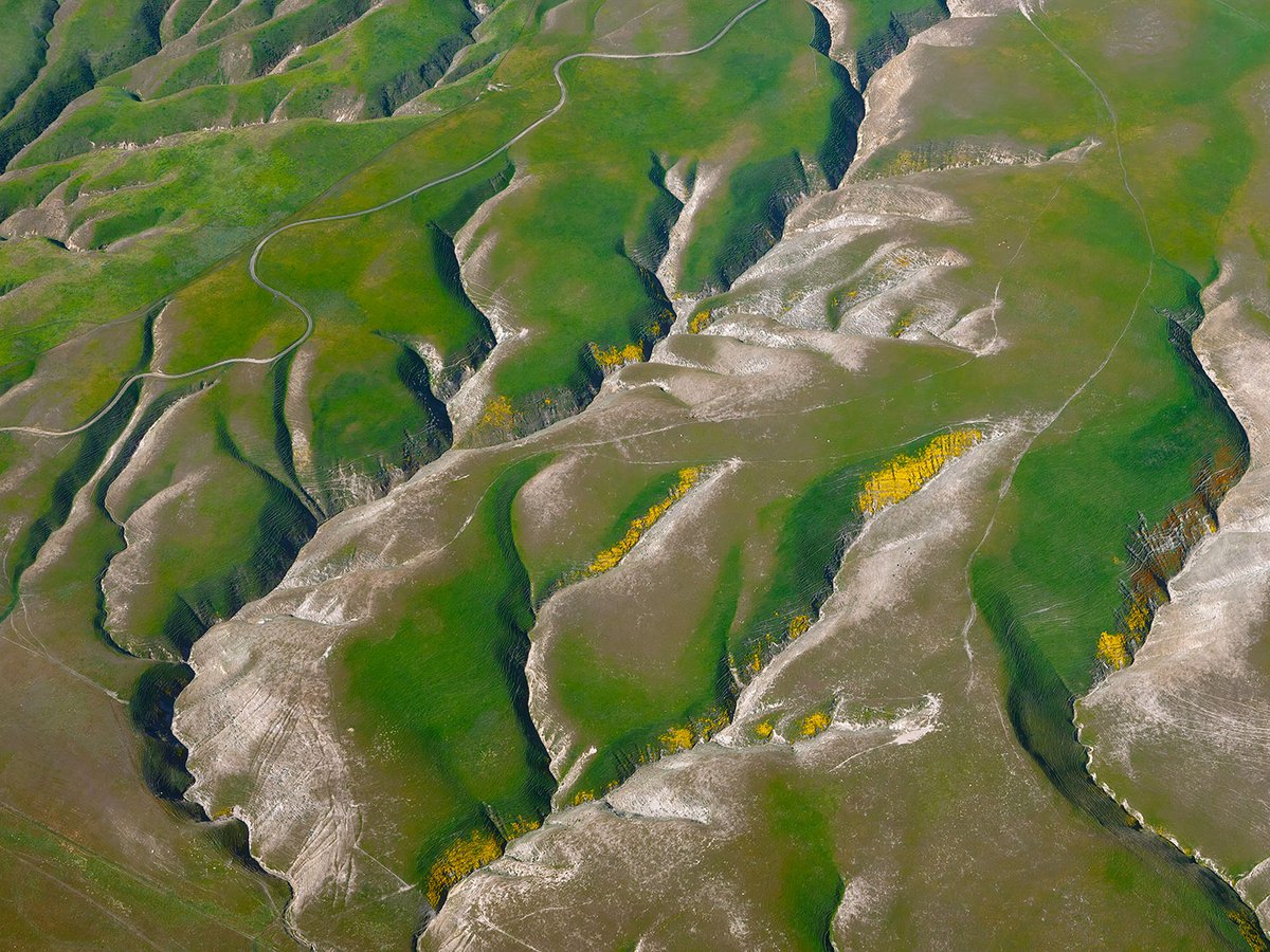 Blog image of springtime wildflower blooms just off the Grapevine in Southern California