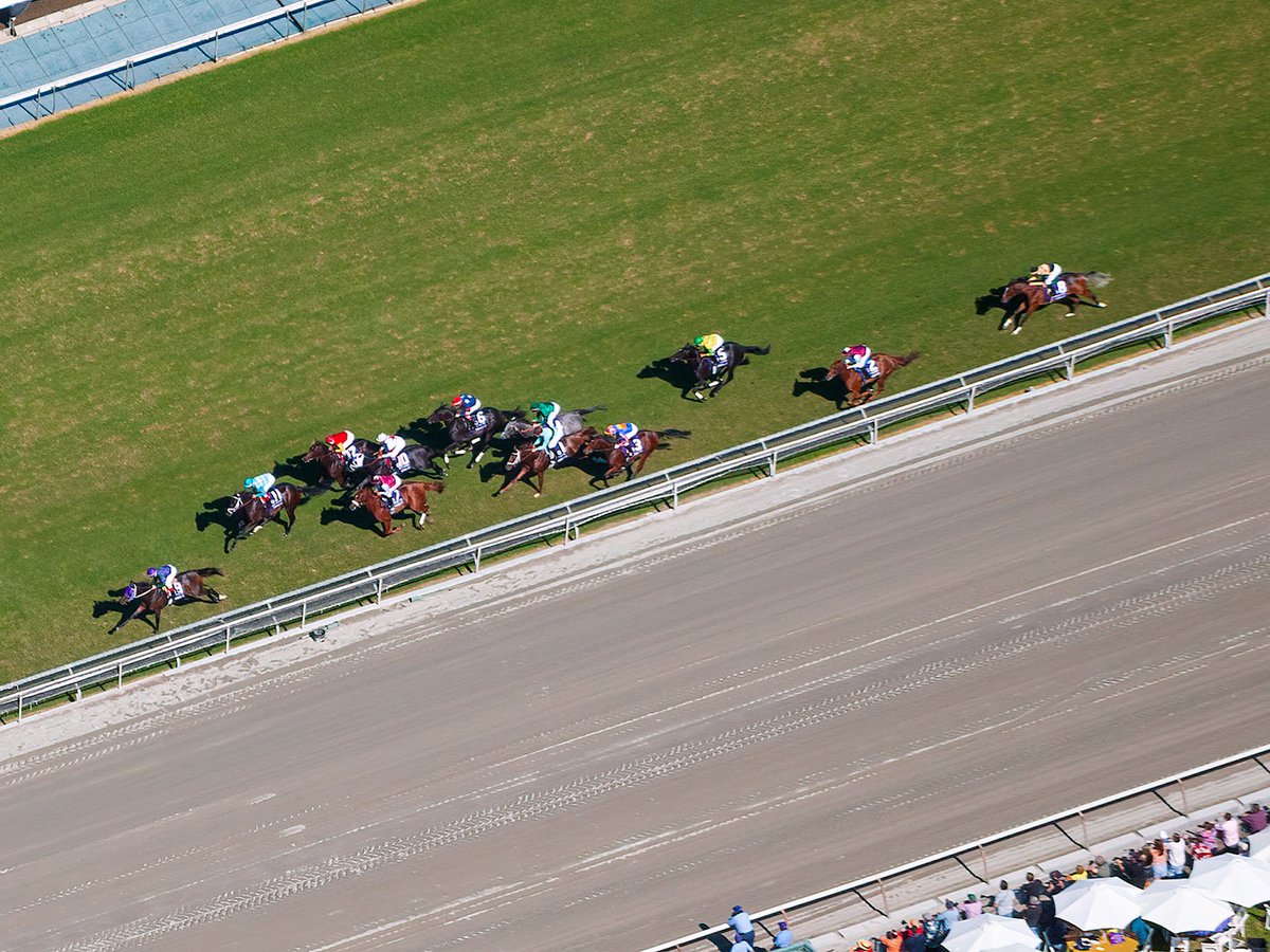 Blog aerial photo of horses during a race at the 2008 Breeders' Cup at Santa Anita Race Track in Arcadia, California