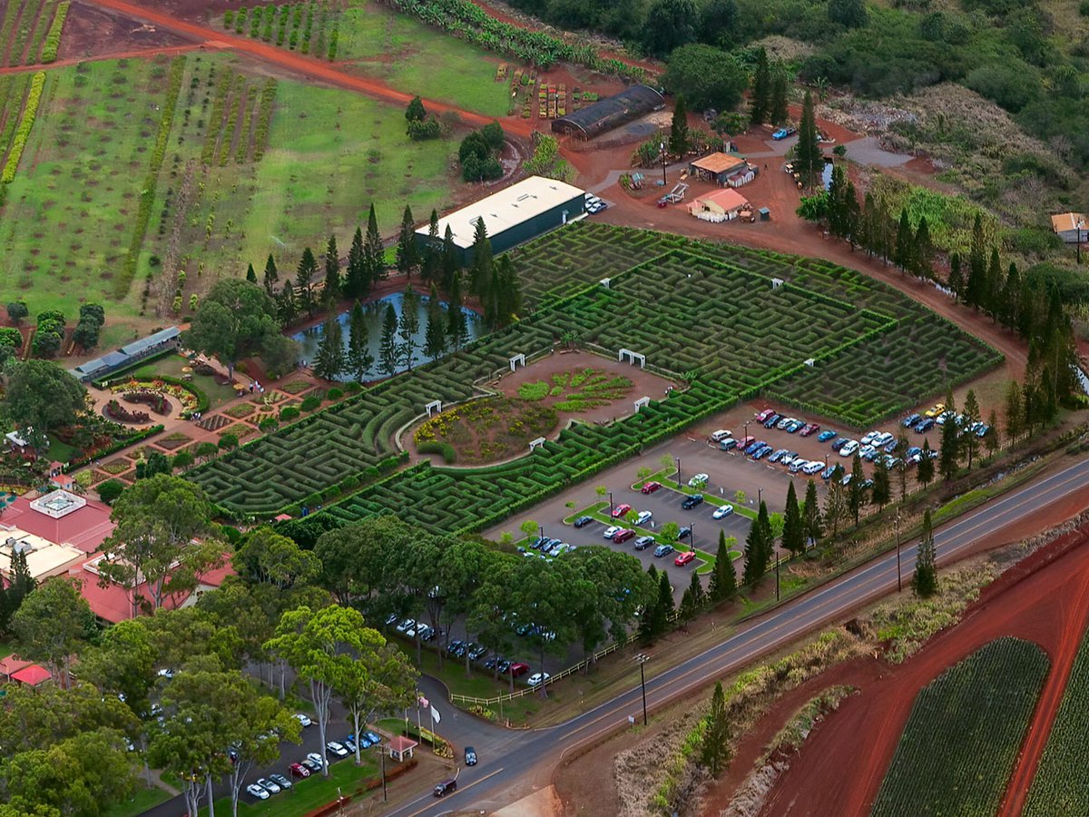 Close-up blog photo of the Dole Pineapple Plantation maze in the Hawaiian Island of Oahu