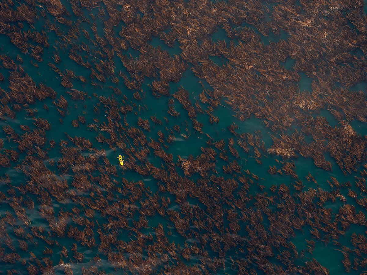 Aerial photo of a kayak navigating through a kelp forest in Palos Verdes, California