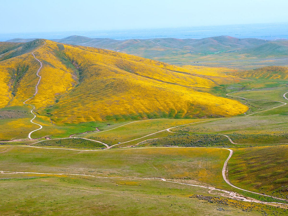 Aerial photo of California's springtime wildflowers in Lancaster, California